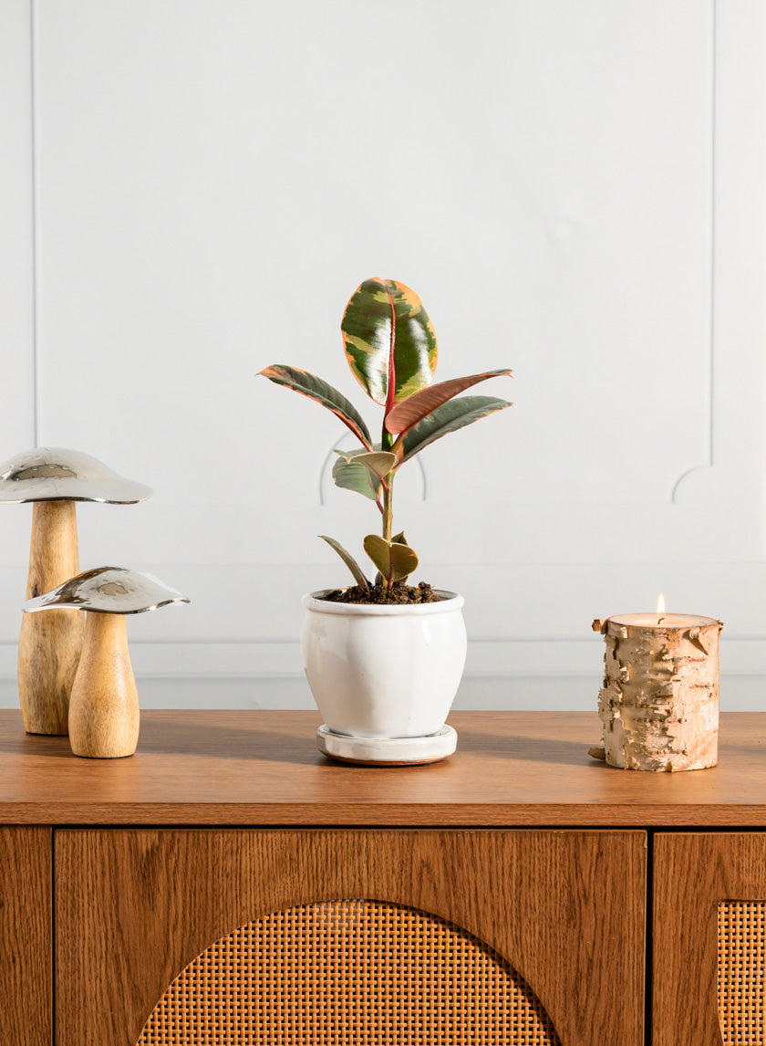 5in Tall Ming Cloud White Ceramic Pot with Saucer – Jamali Garden