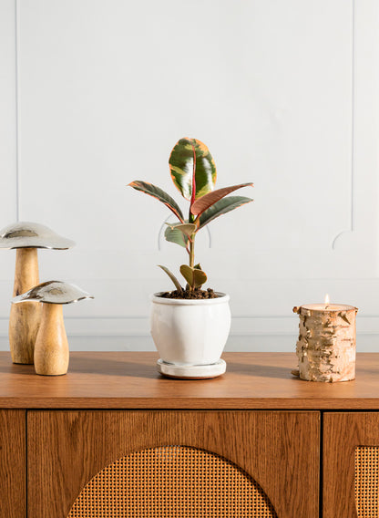 5in Tall Ming Cloud White Ceramic Pot with Saucer Decor Jamali Garden