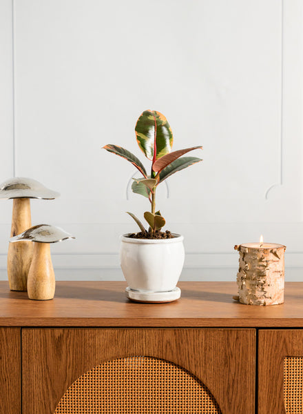 5in Tall Ming Cloud White Ceramic Pot with Saucer – Jamali Garden