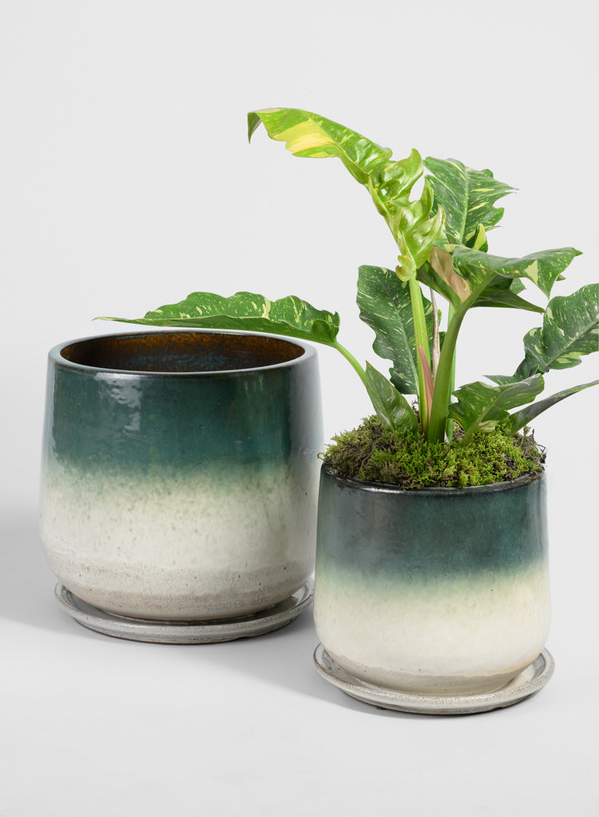green ceramic planter saucer Banyan Running Jade Ceramic Pot with Saucer – Jamali Garden