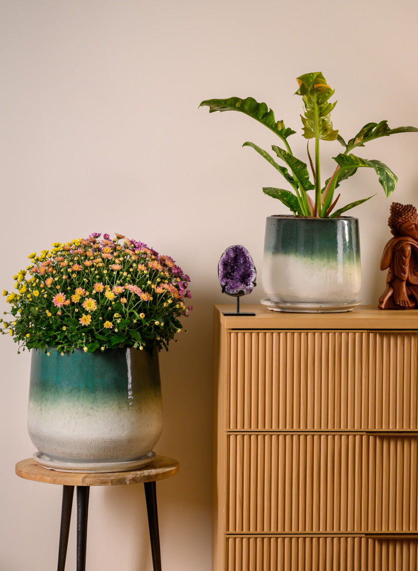 Banyan Running Jade Ceramic Pot with Saucer Decor Jamali Garden