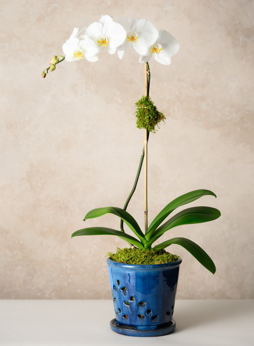 planting orchids in ceramic pots 7in Tall Santorini Blue Orchid Ceramic Pot with Saucer