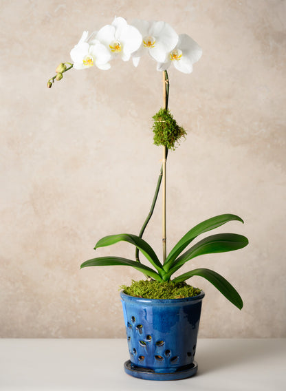 7in Tall Santorini Blue Orchid Ceramic Pot with Saucer Decor Jamali Garden