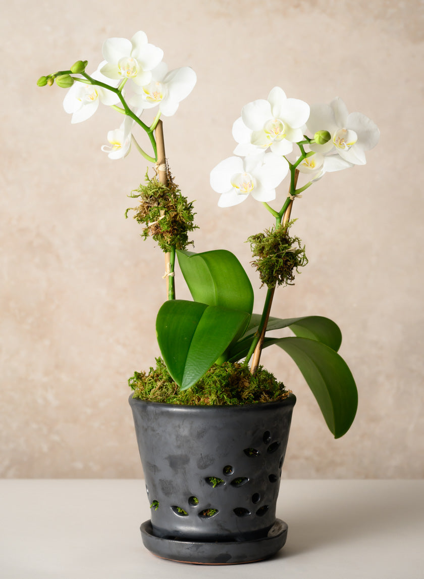 工芸品  Pampula vase 290mm Dimple Vase (12pcs) – Green Harvest Floral Supply