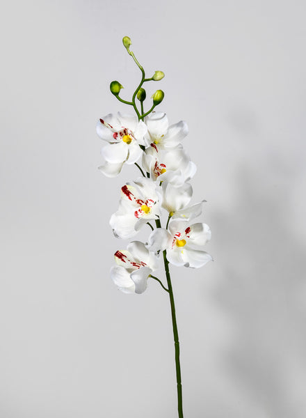 マチャット　MACHATT フォルムプルオーバー（フラワー/アイボリー） 21in Long Mokara Orchid Spray, Case of 12 – Jamali Garden
