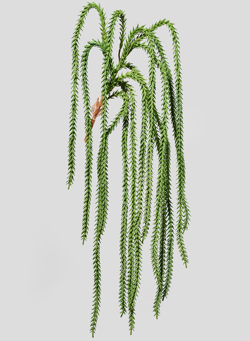 succulents with vines 36in Long Crassula Succulent Vine, Case of 12