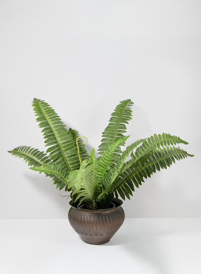 artificial potted fern plant 22in Long Potted Leather Fern Plant