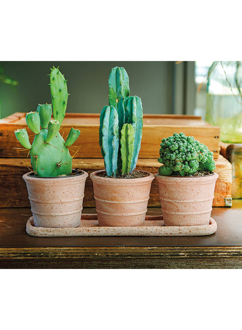 garden decorated customized terracotta succulent flower pot wholesaler 15in Long Vaso Mini Siena Terracotta Pots and Saucer Set