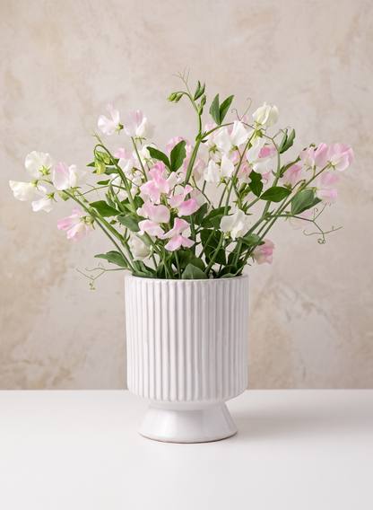An 8in Tall Florist Choice White Cachepot with Base holds a bouquet of delicate pink and white sweet pea flowers, arranged against a neutral, textured background on a white surface.