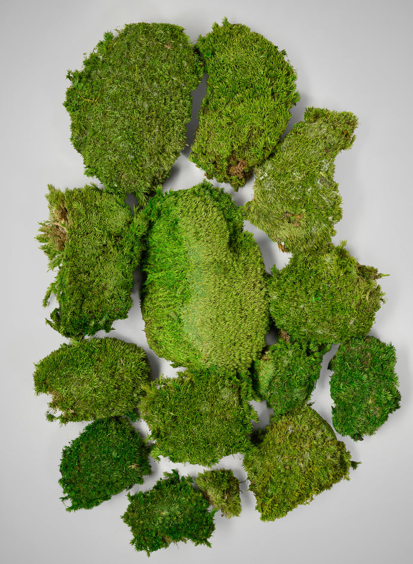 Preserved Mood Moss Decor Jamali Garden