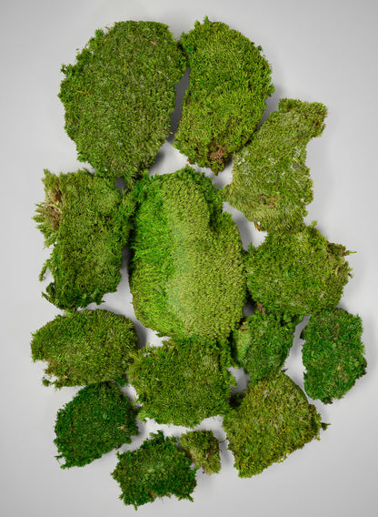 Preserved Mood Moss Decor Jamali Garden