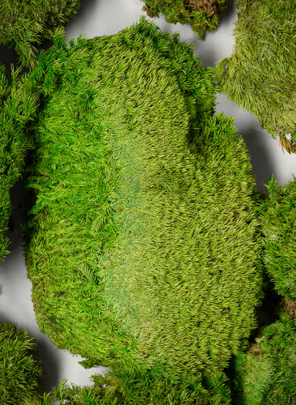 Preserved Mood Moss Decor Jamali Garden