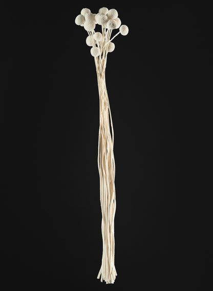 24in Long Bleached Craspedia Bunch Decor Jamali Garden