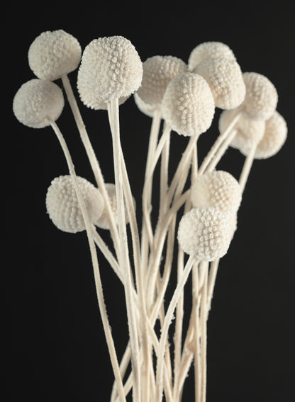 24in Long Bleached Craspedia Bunch Decor Jamali Garden