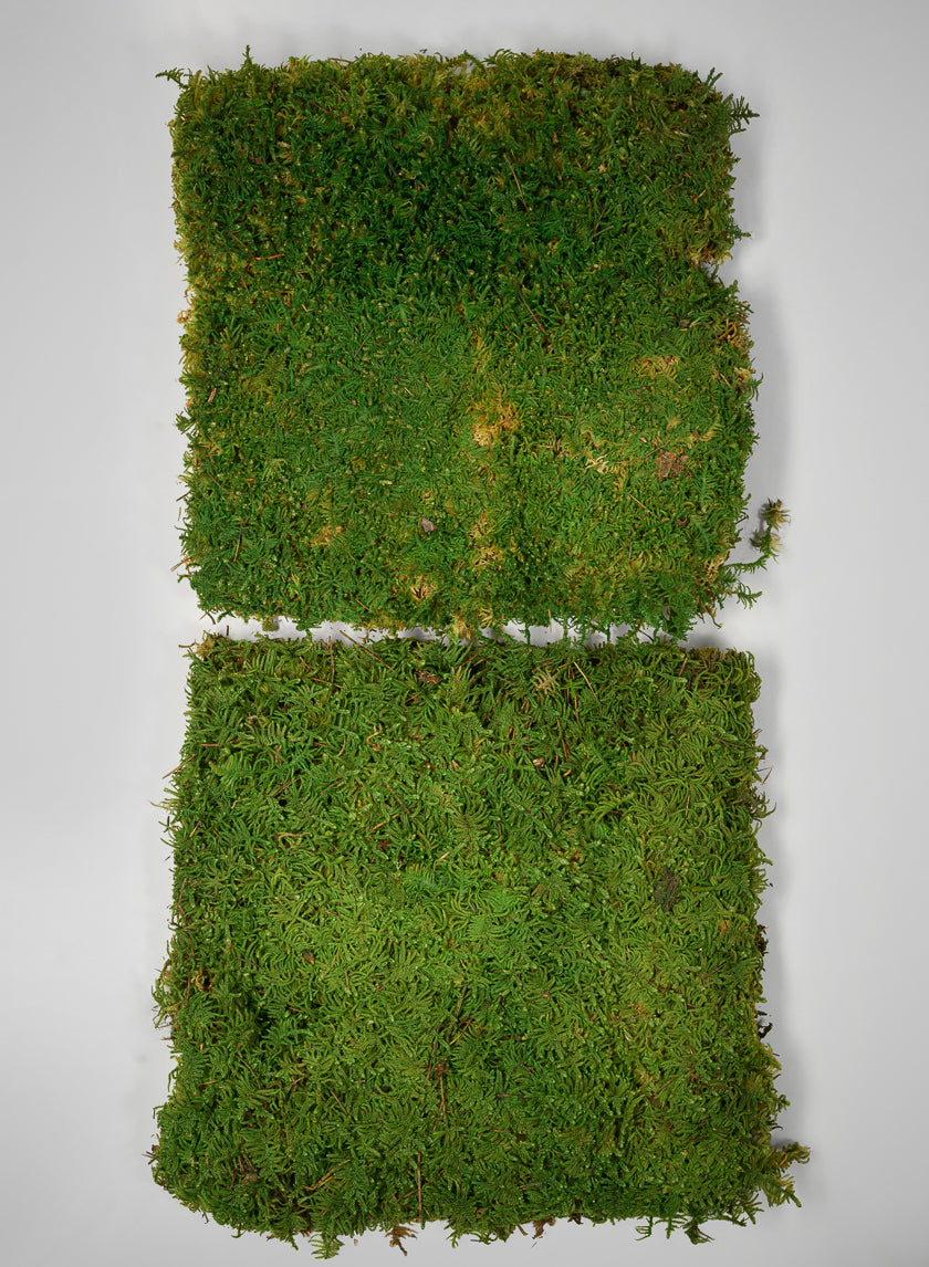 Preserved Green Sheet Moss, Bulk Decor Jamali Garden