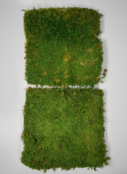Preserved Green Sheet Moss, Bulk Decor Jamali Garden