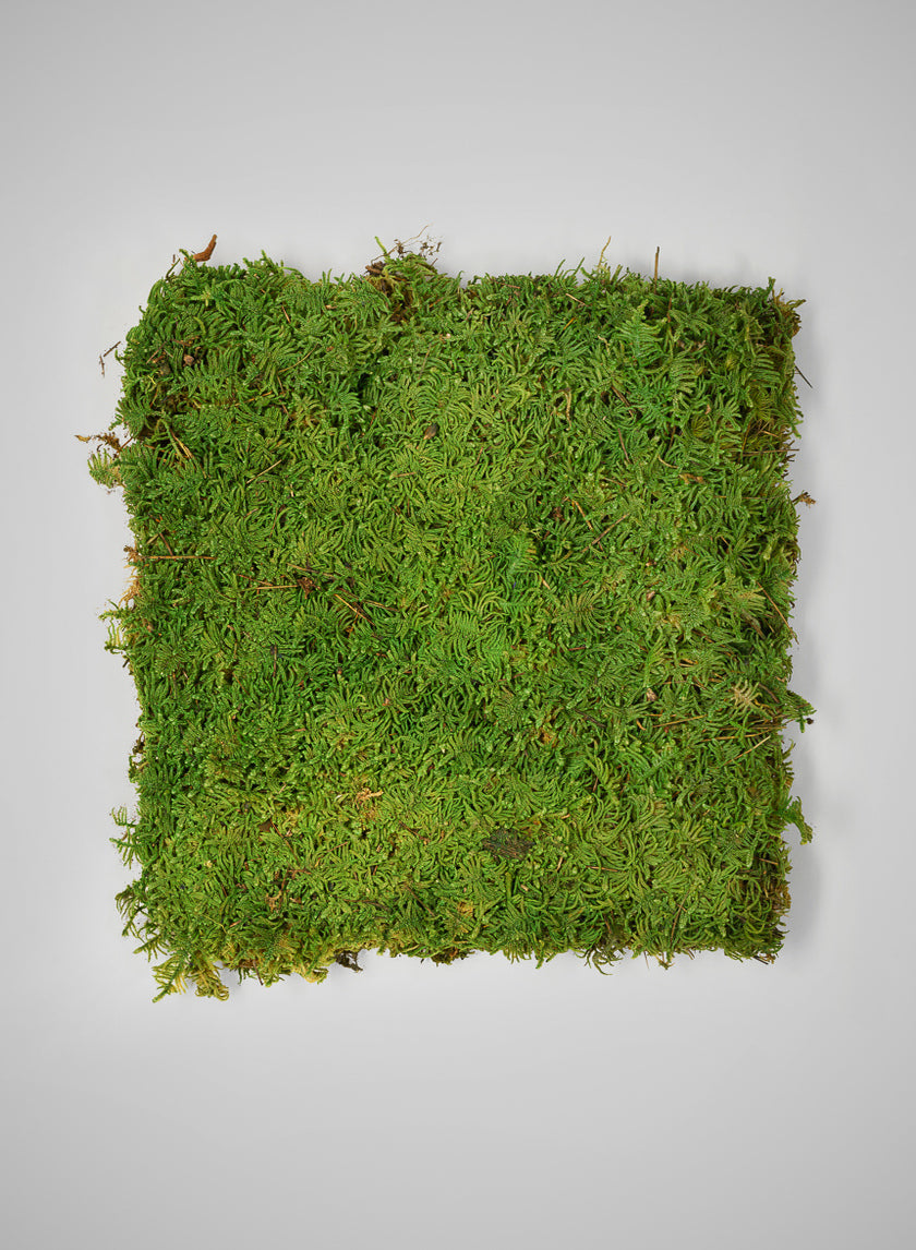 Preserved Bulk Green Sheet Moss – 11 Sq. Ft.