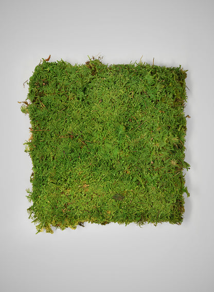 Preserved Bulk Green Sheet Moss – 11 Sq. Ft.