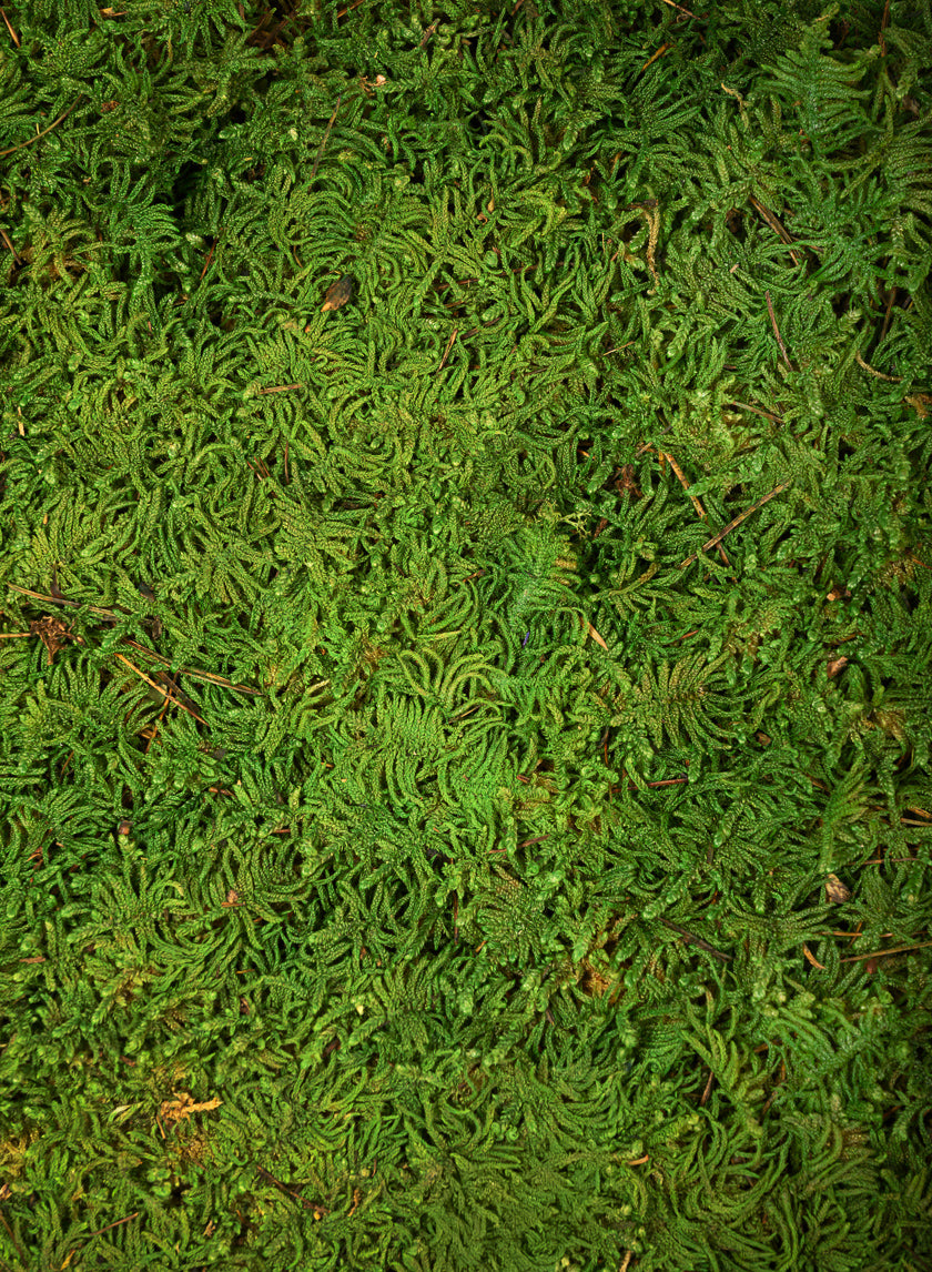 Preserved Bulk Green Sheet Moss – 11 Sq. Ft.