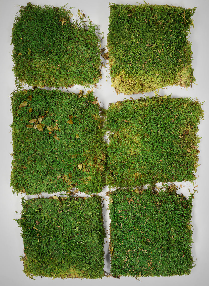 Preserved Green Sheet Moss Decor Jamali Garden