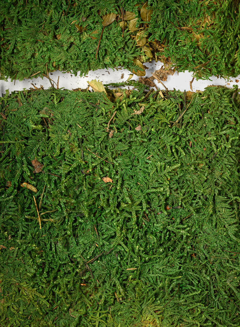 Preserved Green Sheet Moss Decor Jamali Garden