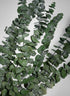 28in Long Preserved Baby Blue Eucalyptus Bunch Decor Jamali Garden