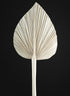 24in Long Natural Dried Fan Palm Leaf Decor Jamali Garden