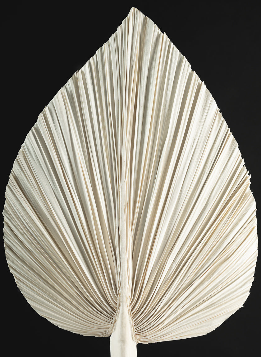 24in Long Natural Dried Fan Palm Leaf Decor Jamali Garden