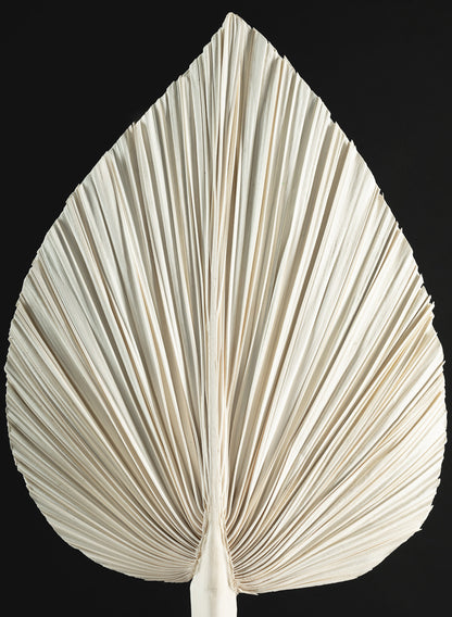 24in Long Natural Dried Fan Palm Leaf Decor Jamali Garden