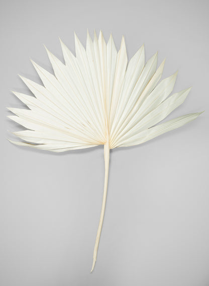 20in Long Bleached Sun Palm Leaf Decor Jamali Garden