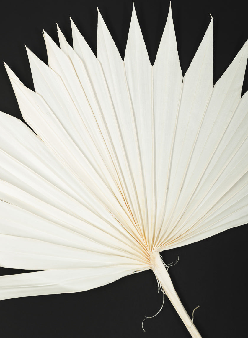 20in Long Bleached Sun Palm Leaf Decor Jamali Garden