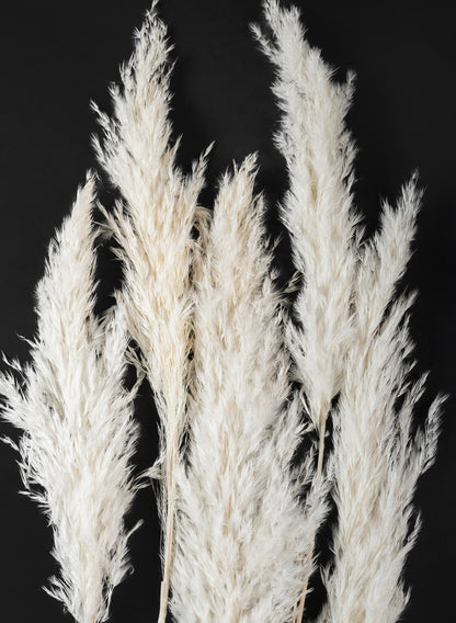 30in Long Bleached Pampas Grass Bunch Decor Jamali Garden