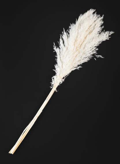 30in Long Bleached Pampas Grass Bunch Decor Jamali Garden