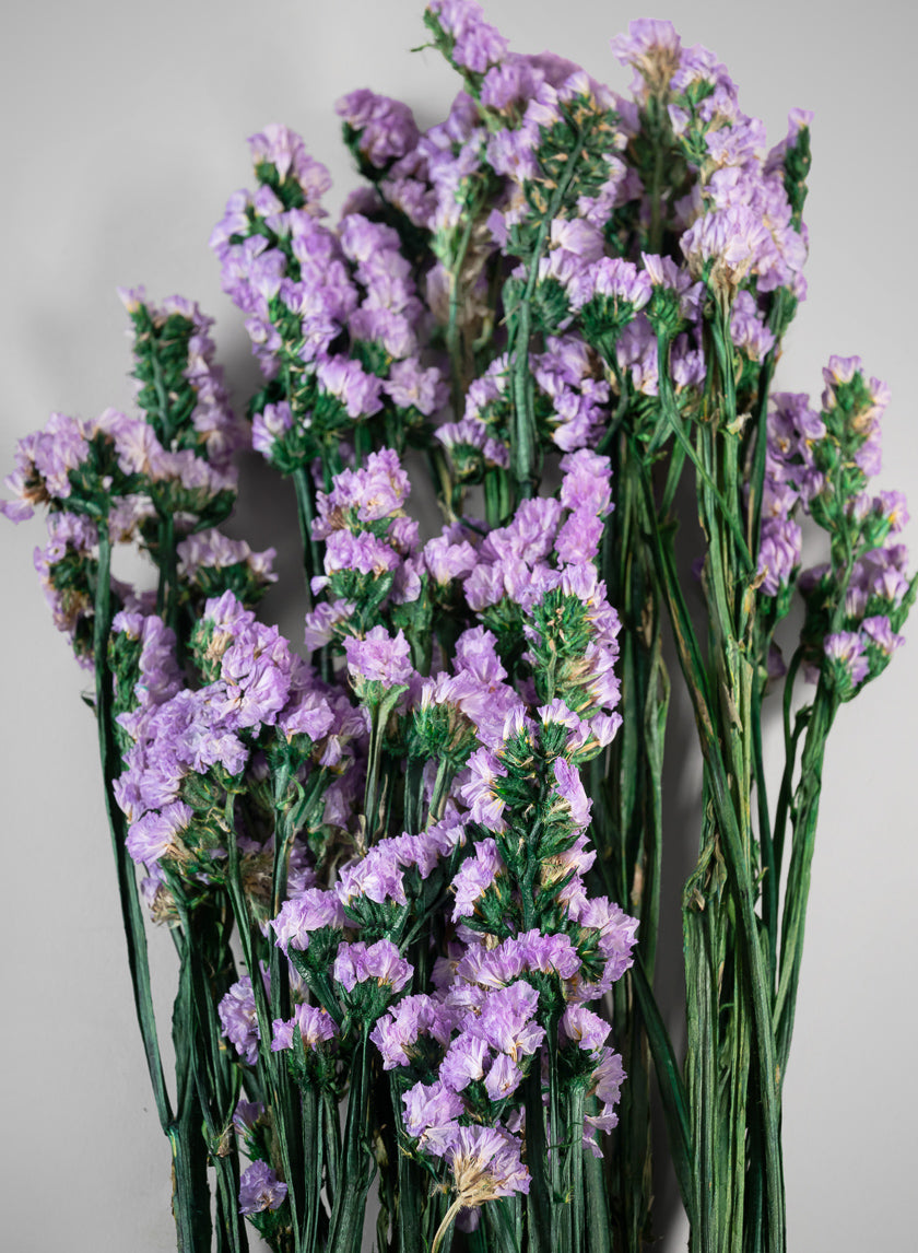 28in Long Preserved Pink Statice Flower Bunch – Jamali Garden