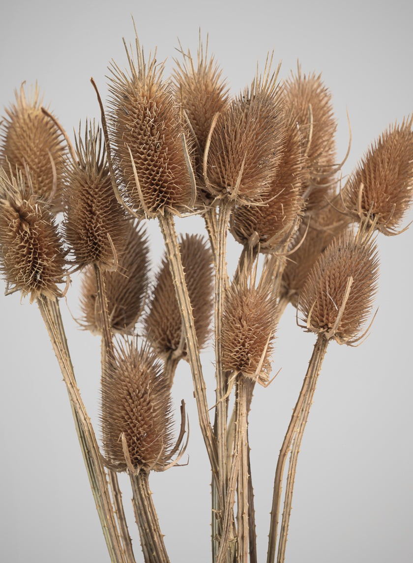 26in Long Preserved Thistle Bunch Decor Jamali Garden