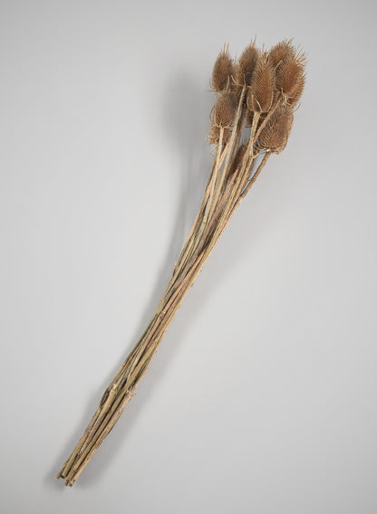26in Long Preserved Thistle Bunch Decor Jamali Garden