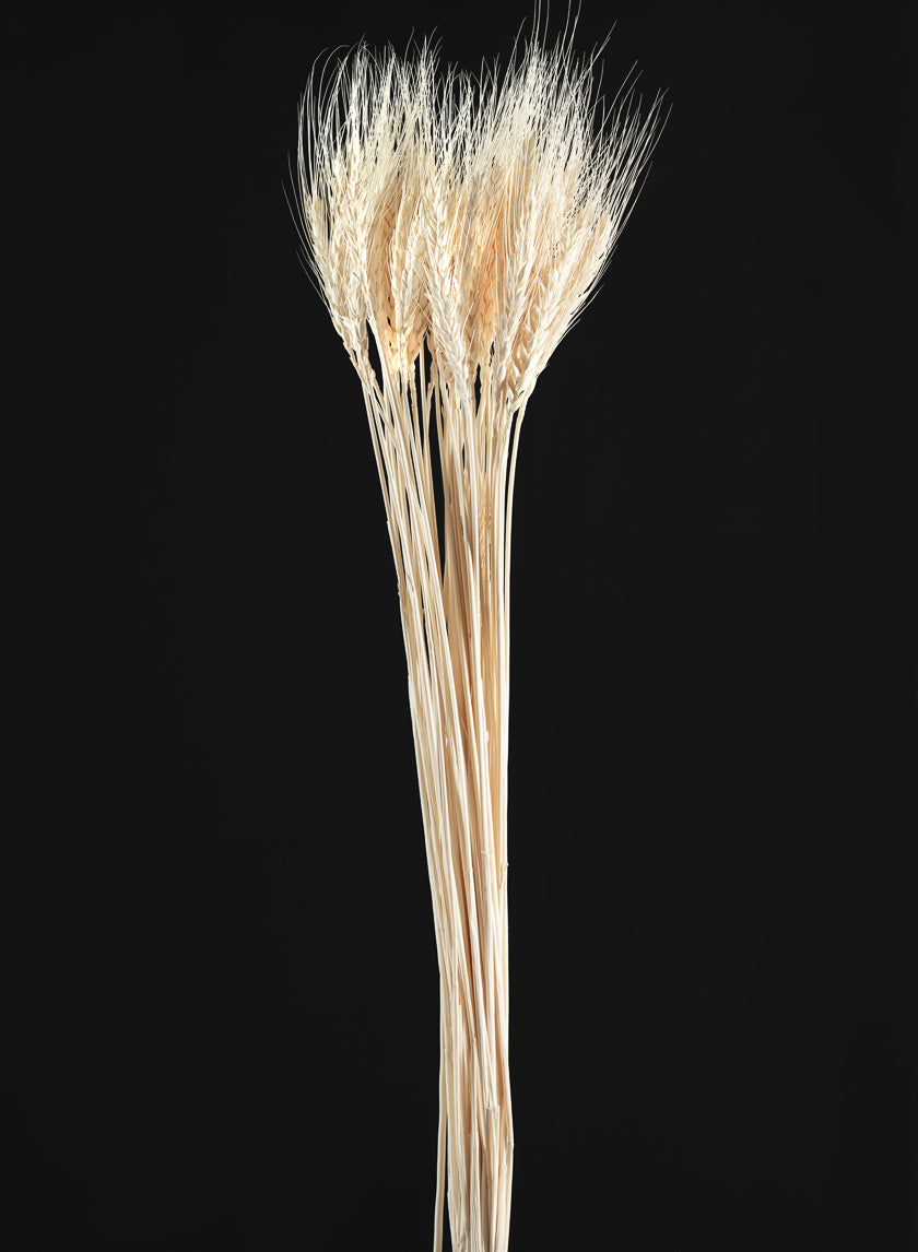 28in Long Bleached Triticum Wheat Bunch Decor Jamali Garden