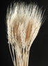 28in Long Bleached Triticum Wheat Bunch Decor Jamali Garden