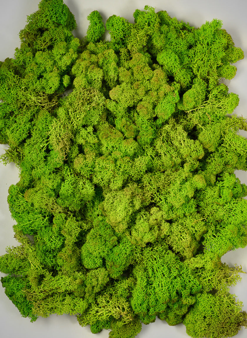 Reindeer Moss, Chartreuse Green Decor Jamali Garden