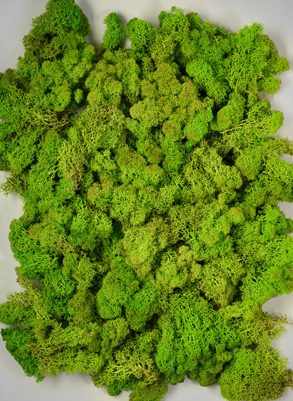 Reindeer Moss, Chartreuse Green Decor Jamali Garden