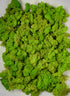 Reindeer Moss, Chartreuse Green Decor Jamali Garden