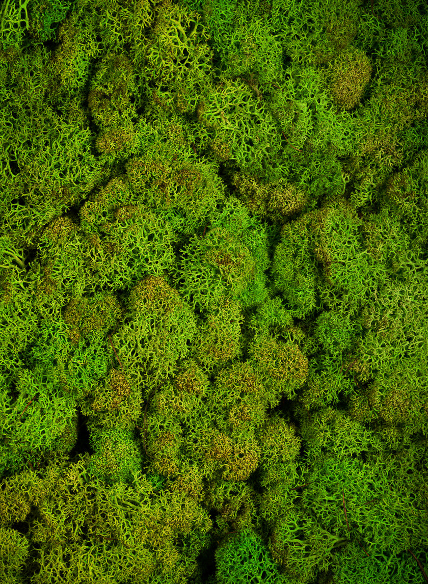Reindeer Moss, Chartreuse Green Decor Jamali Garden