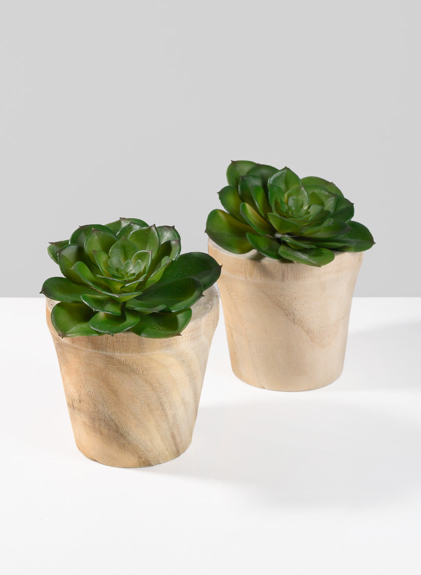 wooden pots for succulents 4.5in Tall Paulownia Wood Pot, Set of 2 – Jamali Garden