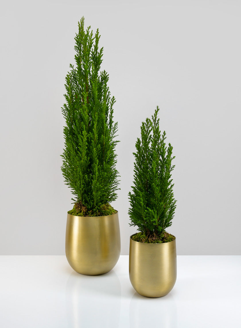 small brass plant pot Ragha Brass Look Aluminum Pot
