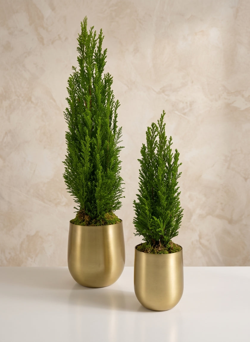 Ragha Brass Look Aluminum Pot Decor Jamali Garden