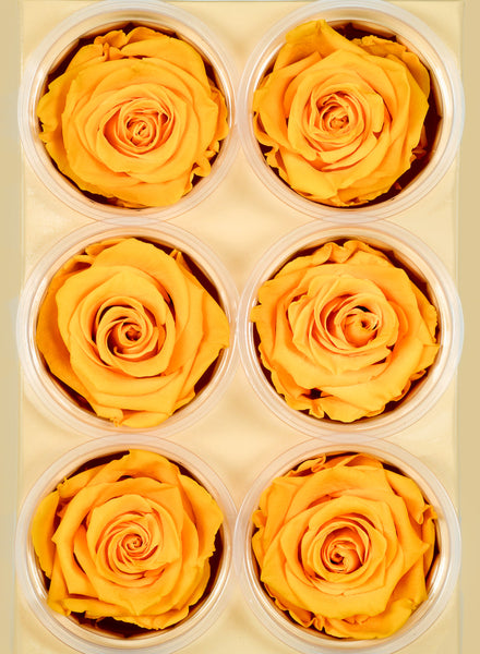 Preserved Gracious Yellow Rose, Set of 6 – Jamali Garden