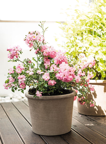 Primitivo Graphite Clay Round Pot – Jamali Garden