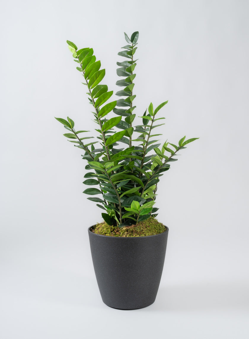 Milano Black Real Look PVC Planter Decor Jamali Garden