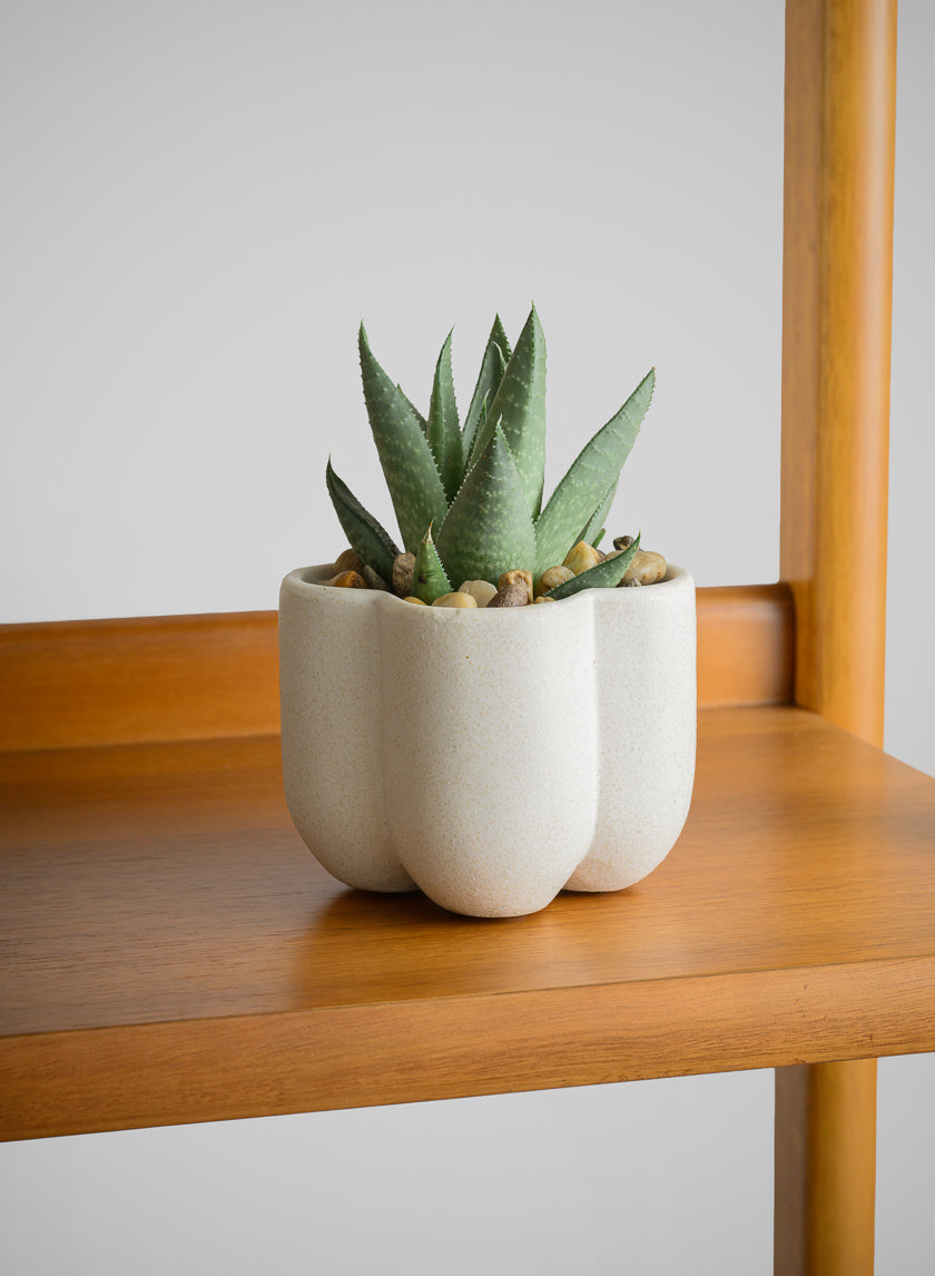 3.25in Tall Sand White Freya Ceramic Cachepot, Set of 4 Decor Jamali Garden