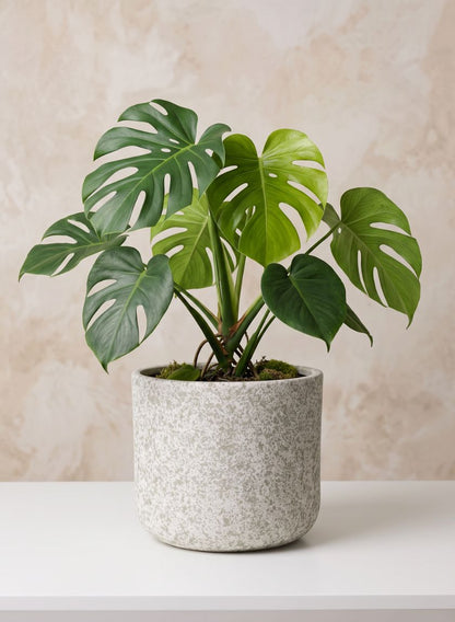 8.5in Dia  x 7.5in H Boheme Antiqued Cashepot